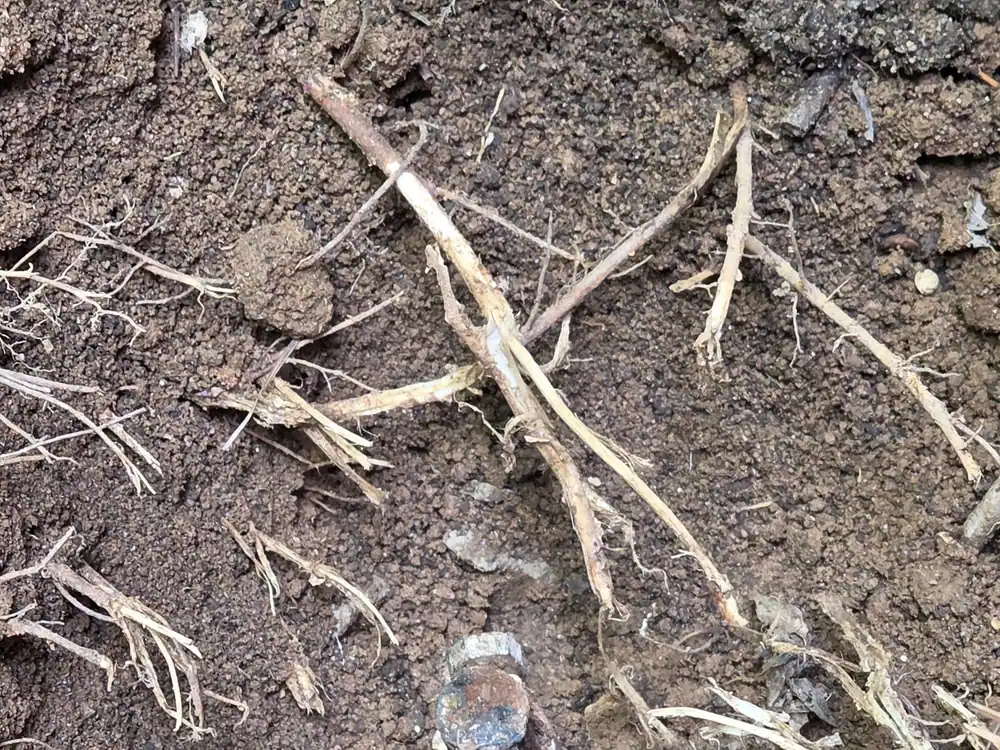 Top of a rusted ground rod fitting set in the soil, with roots around it, in Oakwood, Raleigh